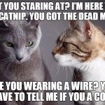 Catnip Calamity | WHAT YOU STARING AT? I'M HERE WITH THE CATNIP. YOU GOT THE DEAD MICE? ARE YOU WEARING A WIRE? YOU HAVE TO TELL ME IF YOU A COP! | image tagged in two cats | made w/ Imgflip meme maker