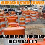 Nebraska State flower | NEBRASKA STATE FLOWER; AVAILABLE FOR PURCHASE IN CENTRAL CITY | image tagged in nebraska state flower | made w/ Imgflip meme maker