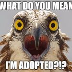 say what bird | WHAT DO YOU MEAN; I'M ADOPTED?!? | image tagged in say what bird | made w/ Imgflip meme maker