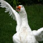 Goose Attack Meme Generator - Imgflip