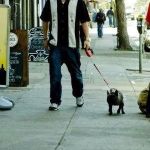 Mike Pattons Dog | MIKE PATTON WALKING A DOG YOUR ARGUMENT IS INVALID | image tagged in mike pattons dog | made w/ Imgflip meme maker