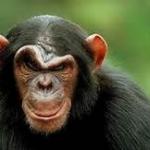 chimp scowl meme