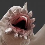 Laughs Microscopically