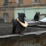 Pigeon bread status symbol