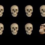 Skulls of truth
