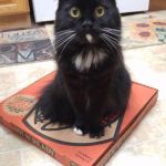 No pizza for you!!!!!!!!!!!!!!!!!!! | NO ONE GETS THE PIZZA; UNTIL I GET FED | image tagged in cat pizza sits,cats,pizza,butts,memes,funny | made w/ Imgflip meme maker