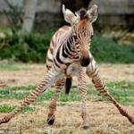 Wobbly