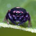 Sweet Salticidae