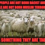 sheeps | PEOPLE ARE NOT BORN RACIST AND PEOPLE ARE NOT BORN MUSLIM TERRORRISTS; IT IS SOMETHING THEY ARE TAUGHT | image tagged in sheeps | made w/ Imgflip meme maker