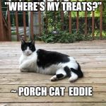 Porch cat Eddie | "WHERE'S MY TREATS?"; ~ PORCH CAT  EDDIE | image tagged in porch cat eddie,funny cat memes | made w/ Imgflip meme maker