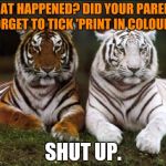 Is this a bit mean? | WHAT HAPPENED? DID YOUR PARENTS FORGET TO TICK 'PRINT IN COLOUR'? SHUT UP. | image tagged in memes,tiger week,tigerlegend1046,print in colour,forgetting,animals | made w/ Imgflip meme maker