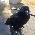Canuck the Crow chowtime