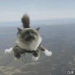 grumpy cat skydiving