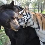 Tiger Loving Bear