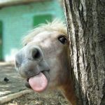 funny-horse | LOL | image tagged in meme,funny,funny horse,funny animals,memes | made w/ Imgflip meme maker