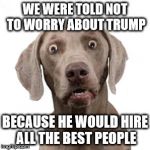 dumbstruck-dog | WE WERE TOLD NOT TO WORRY ABOUT TRUMP; BECAUSE HE WOULD HIRE ALL THE BEST PEOPLE | image tagged in dumbstruck-dog | made w/ Imgflip meme maker