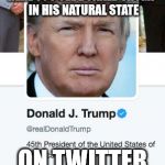 Donald Trump in Twitter | HERE YOU SEE DONALD TRUMP IN HIS NATURAL STATE; ON TWITTER | image tagged in donald trump in twitter | made w/ Imgflip meme maker