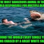 Who's the more vicious killer?  Shark Week...A Raydog & Discovery Channel Event | THE MOST DANGEROUS ANIMAL IN THE WORLD RESPONSIBLE FOR MULTIPLE DEATHS; AROUND THE WORLD EVERY SINGLE YEAR BEING CHASED BY A GREAT WHITE SHARK | image tagged in shark chasing man,memes,shark week,animals,funny,two killers | made w/ Imgflip meme maker