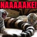 Tiger Week July 24 - 31...A TigerLegend1046 Event | SNAAAAAKE!!! | image tagged in tiger kitten,memes,tiger week,tigers,funny,animals | made w/ Imgflip meme maker