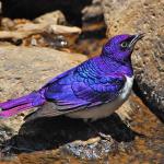 Amethyst Starling