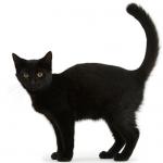 Black cat