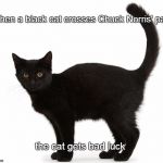 Black cat | When a black cat crosses Chuck Norris' path; the cat gets bad luck | image tagged in black cat,chuck norris | made w/ Imgflip meme maker