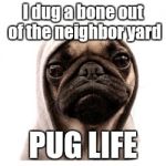 pug life | I dug a bone out of the neighbor yard; PUG LIFE | image tagged in pug life | made w/ Imgflip meme maker