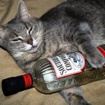 cat and liquor meme
