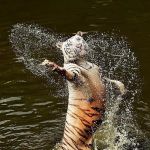 Never tell a hungry tiger "bite me!" | GOES ON A VEGAN DIET; EATS THREE VEGANS A DAY - FEELS FABULOUS! | image tagged in fabulous tiger,vegan diet | made w/ Imgflip meme maker