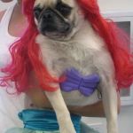 mermaid pug | MAKE ME AN; PRINCESS | image tagged in mermaid pug | made w/ Imgflip meme maker