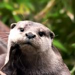 Positive Otter