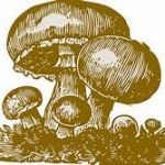 Mushrooms | image tagged in mushrooms | made w/ Imgflip meme maker