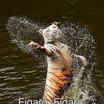 Fabulous Tiger | FI-GA-RO! Figaro, Figaro, Figaro, Figaro! FIIII-GAAAA-ROOO! | image tagged in fabulous tiger | made w/ Imgflip meme maker