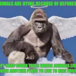 Harambe | A LOT OF ANIMALS ARE DYING BECAUSE OF DEFOREST STATION; BECAUSE THEY CHOP DOWN TREES WHERE ANIMALS LIVE THEN THEY HAVE TO FINISH ANOTHER PLACE TO LIVE TO HIDE FROM HUNTERS | image tagged in harambe | made w/ Imgflip meme maker