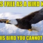 eagle | I'M AS FREE AS A BIRD NOW, AND THIS BIRD YOU CANNOT CHAIN! | image tagged in eagle | made w/ Imgflip meme maker