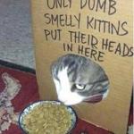 dumb cats meme