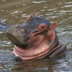 smiling hippo meme