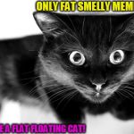 Flat floating cat! | ONLY FAT SMELLY MEMERS; UPVOTE A FLAT FLOATING CAT! | image tagged in feline sick,upside down | made w/ Imgflip meme maker