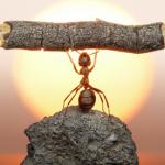 Heavy Lifting Ant