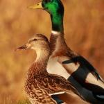 Male and female ducks