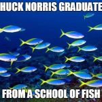 Chuck Norris school of fish | CHUCK NORRIS GRADUATED; FROM A SCHOOL OF FISH | image tagged in school of fish,chuck norris,memes | made w/ Imgflip meme maker