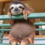 sloth | ONLY UPDATE YOU GET TODAY; IS A GIF | image tagged in sloth | made w/ Imgflip meme maker