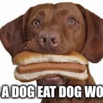 Dog eating hot dog | IT'S A DOG EAT DOG WORLD | image tagged in dog eating hot dog | made w/ Imgflip meme maker