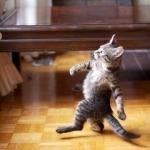 Cat strutting  meme