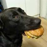 Labrador Burger