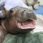 Fiona the Baby Hippo