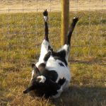 Fainting Goat | MY LIFE IS TO HARD; BUT NOBODY CARES | image tagged in fainting goat | made w/ Imgflip meme maker