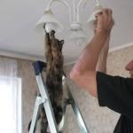 Memes, Cats, Cat changing light bulb