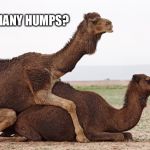 camelsex | HOW MANY HUMPS? | image tagged in camelsex | made w/ Imgflip meme maker