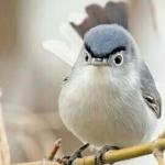 angry bird meme